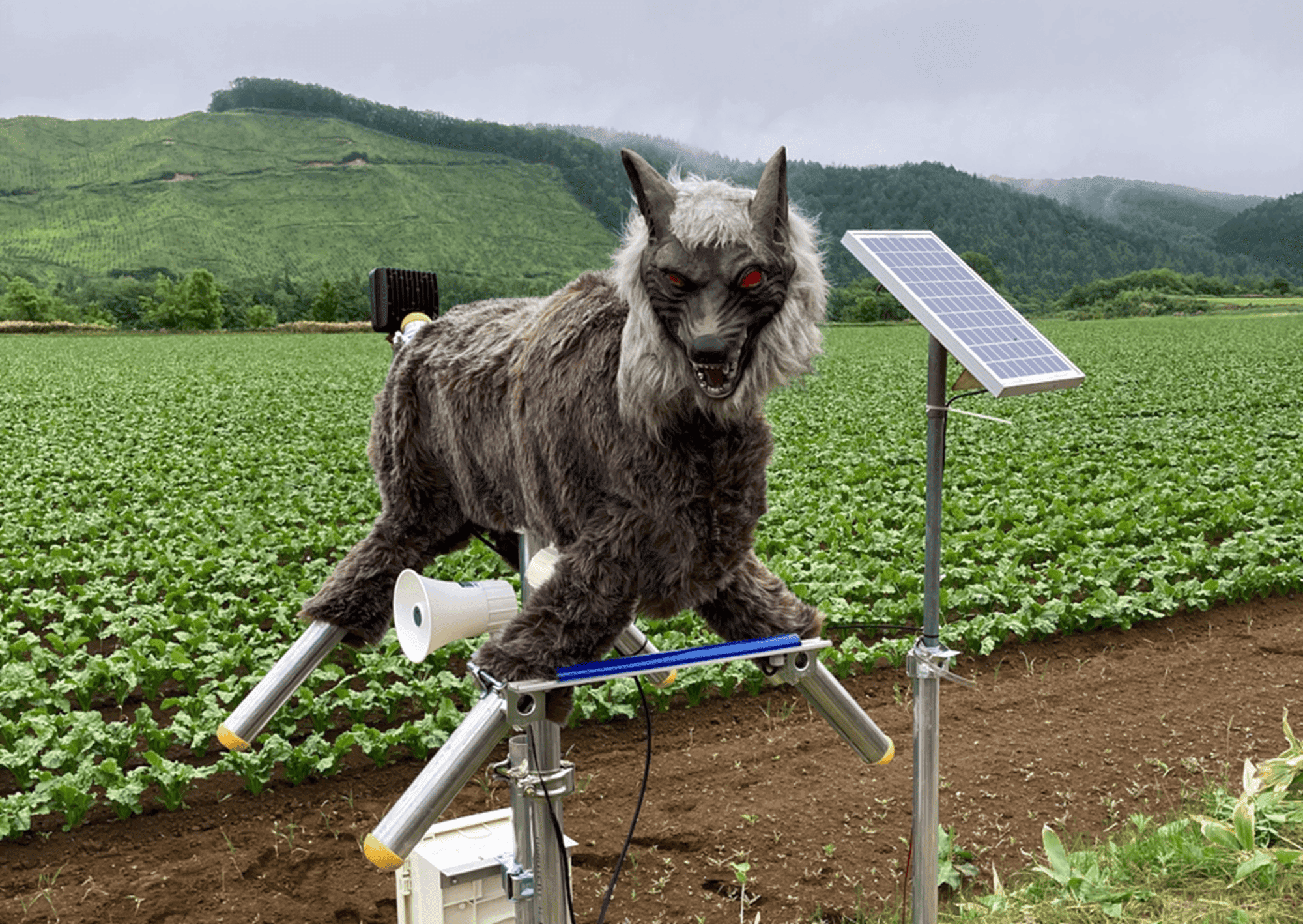 Japão registra recorde de ataques de ursos: robôs 'lobos-robôs' se tornam solução